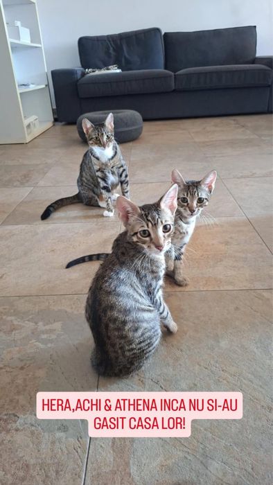 Adoptie - Familia Olimp, 2 fete si un baiat (Hera, Achi, Athena) isi cauta casute
