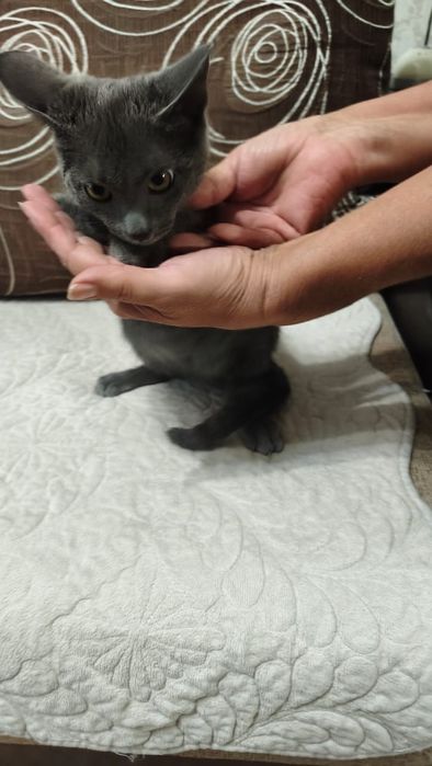 Дарю котенка , мальчик