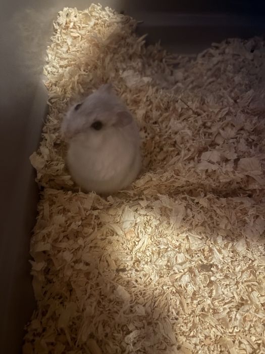 Hamster pitic pui 1 luna