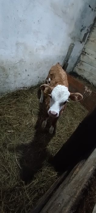 Продам телёнка телочка