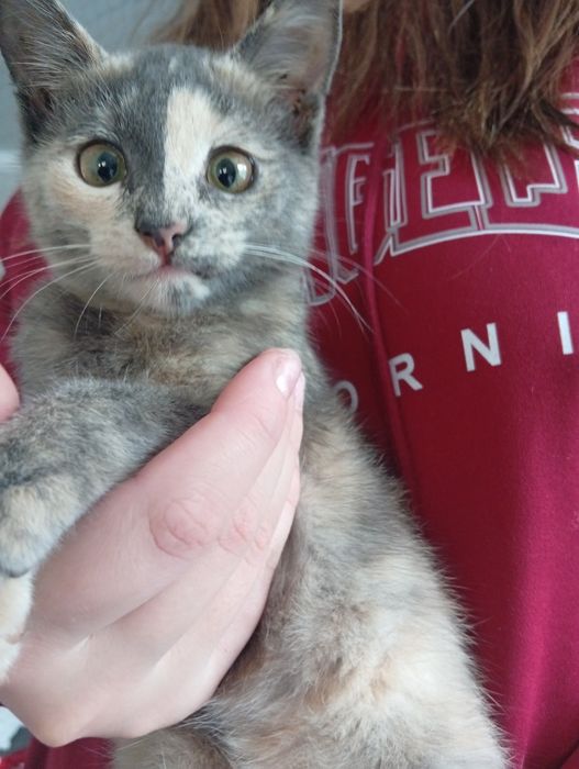 Котенок юлла отдам.
