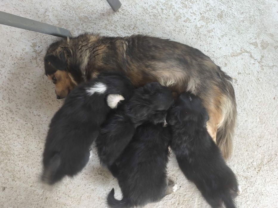 Donez cățeluși talie mica