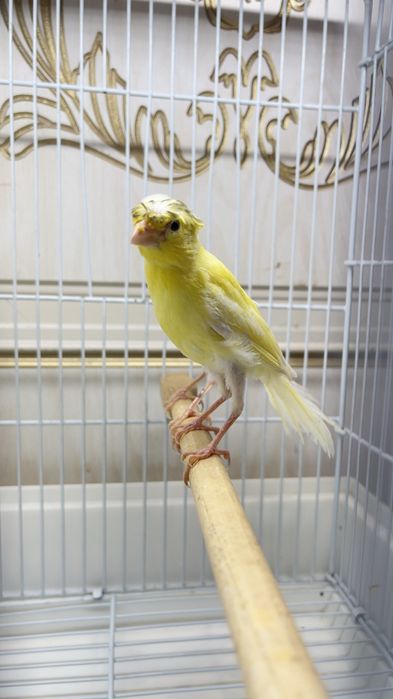 Канарейка овсяночный напев Канарейка трайник сайроли кушла