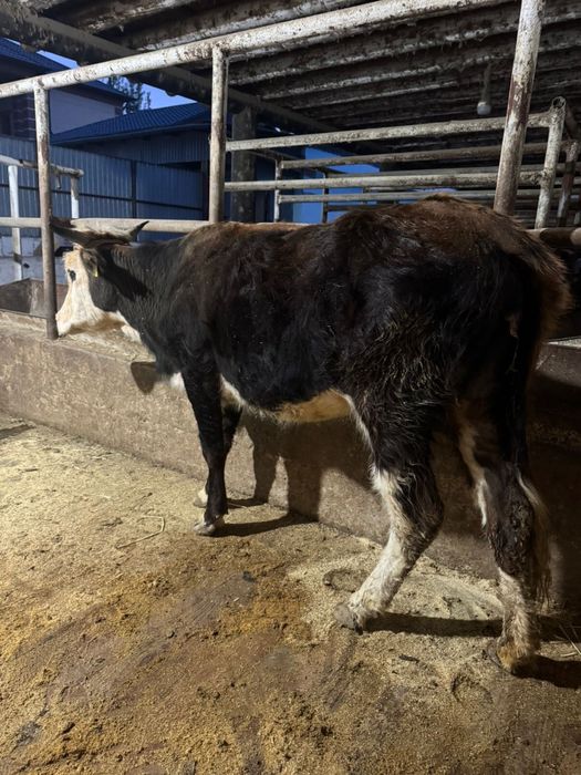 Үш жасар Қашар бордақы