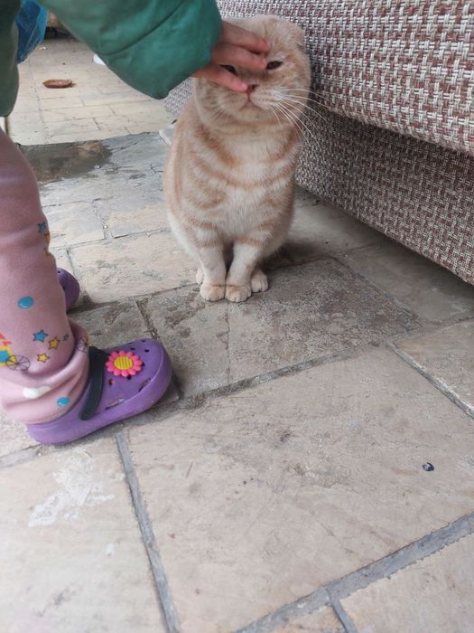 Весла ухий парадистий кот