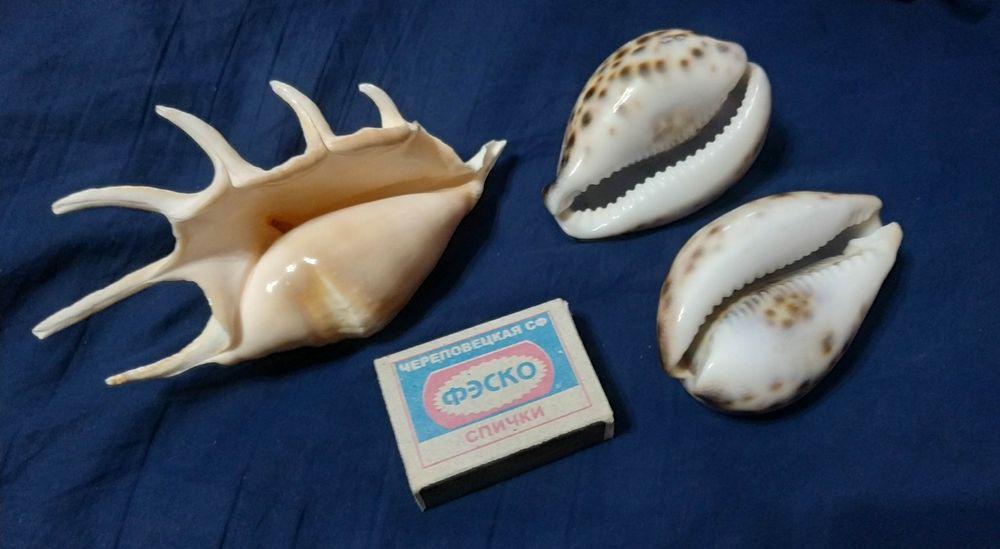 Ракушки с Черного моря. 150 тыс за все.