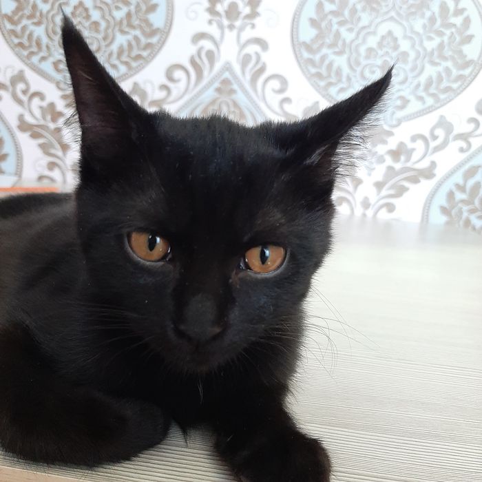 БЕСПЛАТНО! Отдадим котёнка в хорошие руки