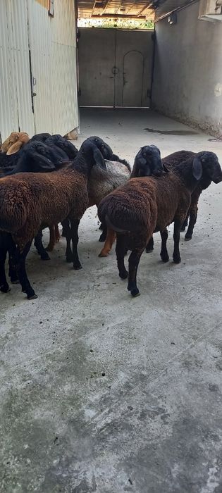 Qo'ylar sotiladi.