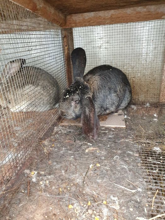 Iepuroi urias german gri fier