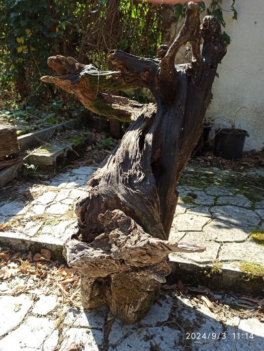 Buturugă Rădăcina pt Sculptură Obiecte Artă Masă Scaune etc