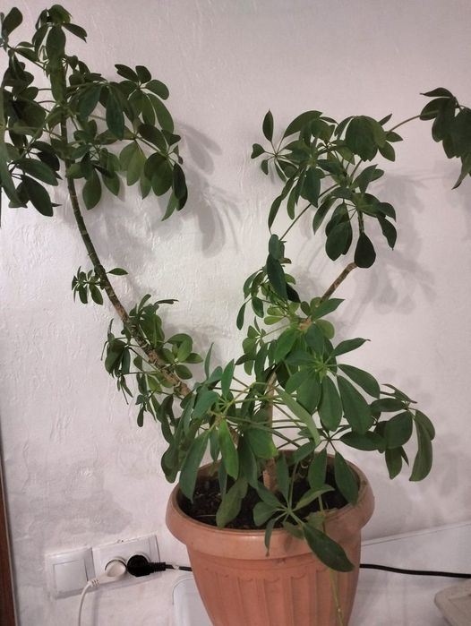 Шеффлера комнатное растение