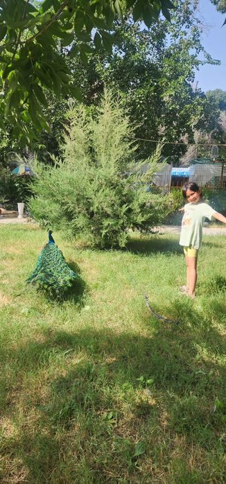 Tovuslar sotiladi 4 dona nar 2 dona moda.