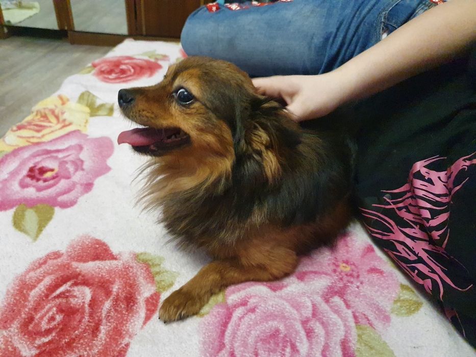 Отдам длинношерстного той-терьера