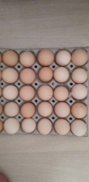Ouă de găini brahma herminat deschis
