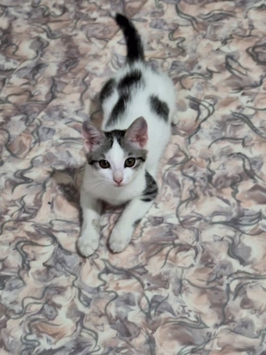 Отдам котенка в добрые руки