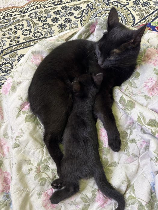 Котенок (марғау)