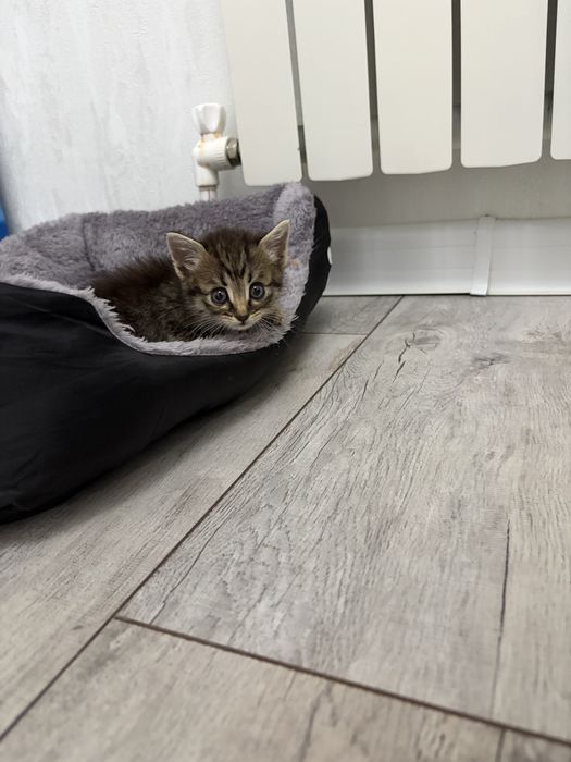 Котенок девочка срочно ищет дом!