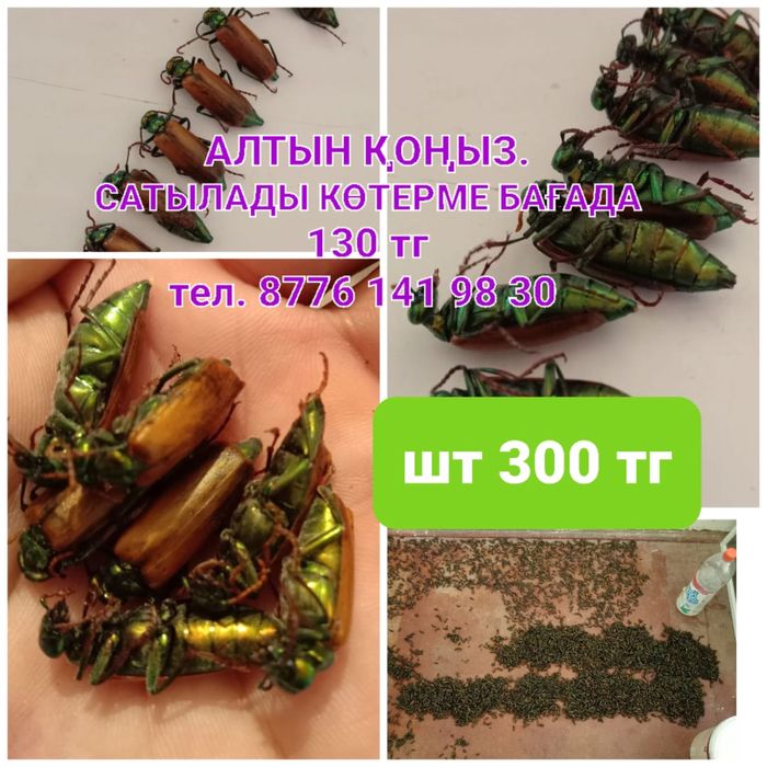 Гигиена және анальды секс