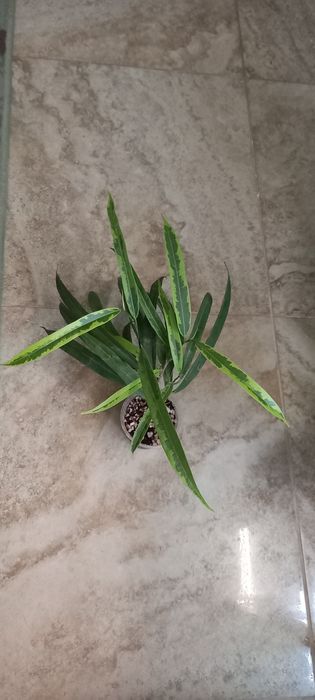 Фикус Али продам