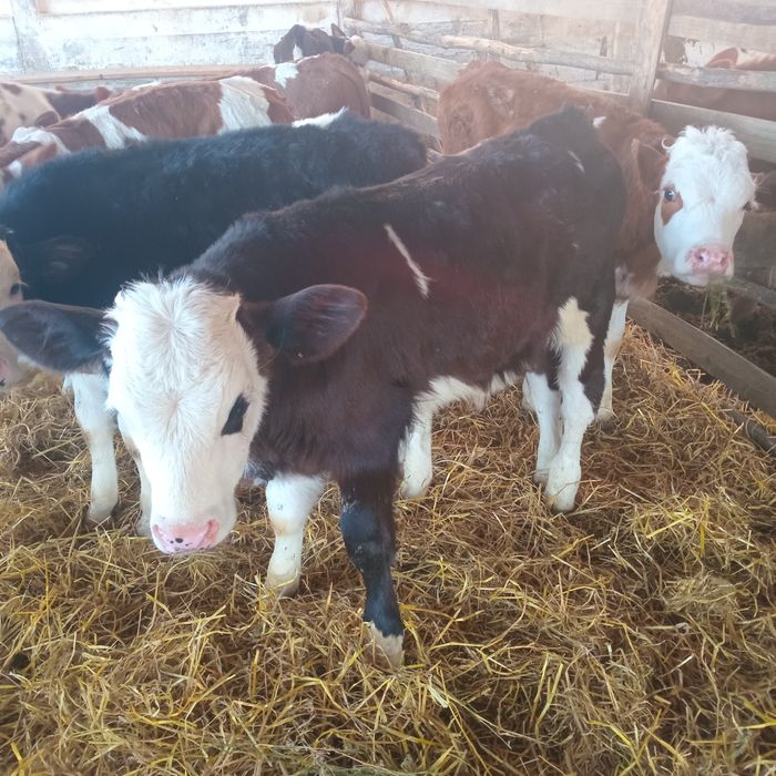 Vand 9 tauras intarcati