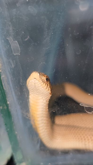 Свиноносый уж Hognose snake