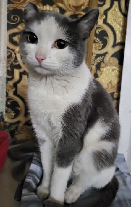 Отдам кошечку в добрые руки
