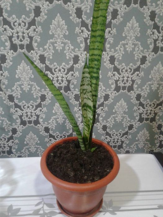 Комнатные растения от 500 тенге