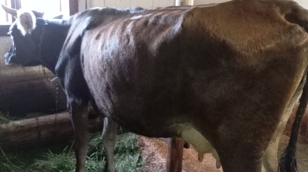 Vând vacă tânără cu lapte bună de ținut