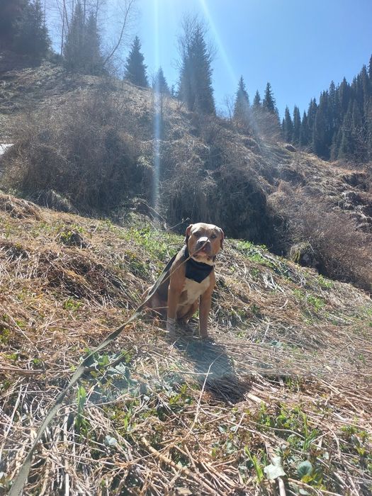 Стаффордширский терьер, мальчик