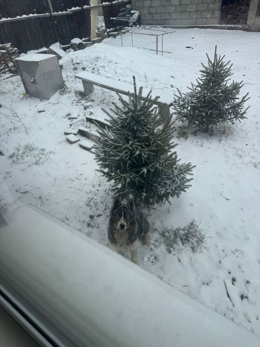 Продам щенка 4,5 м хаски.без документа