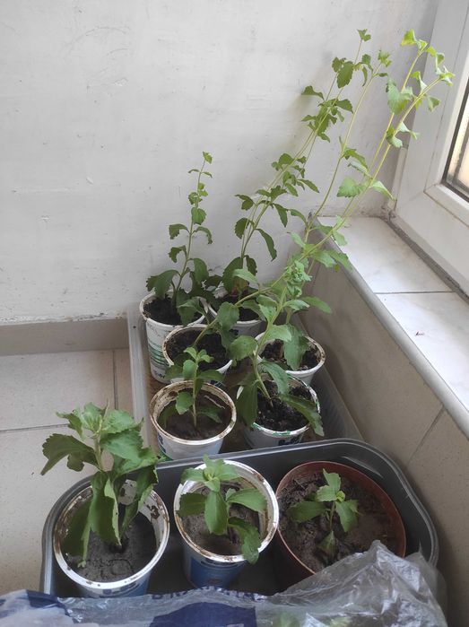 Разсад Растение Стевия