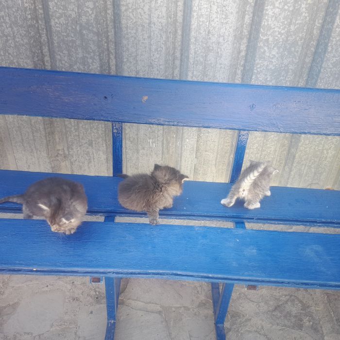 Отдам даром кошку