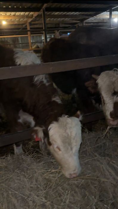 Бычки  11  голов