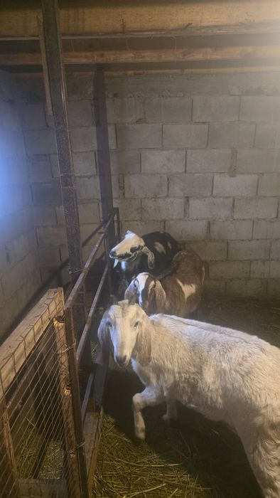 Англо нуби ешкілер сатылады