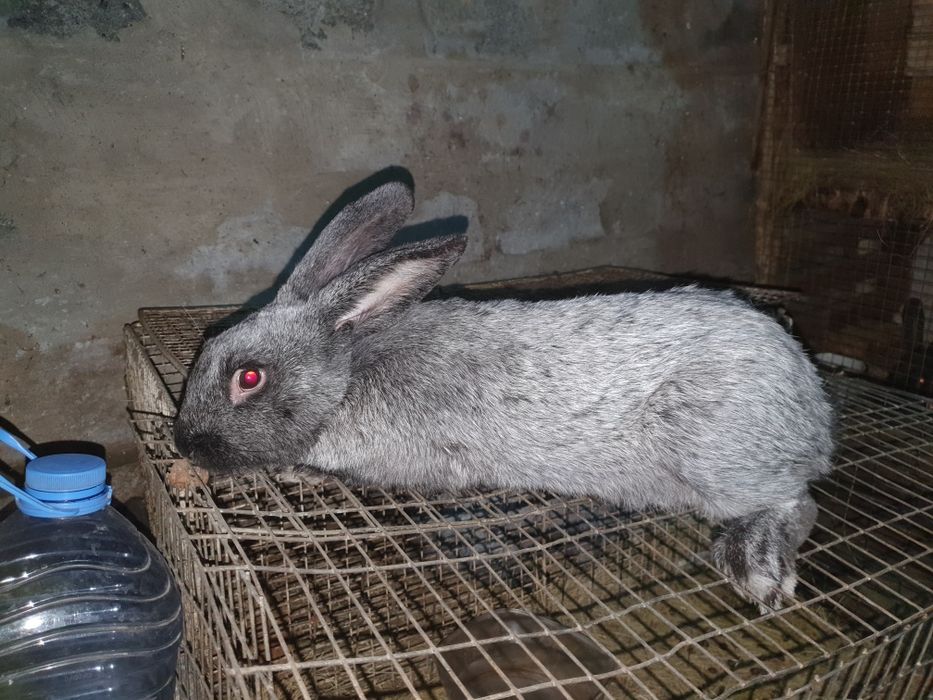 Породистые кролики