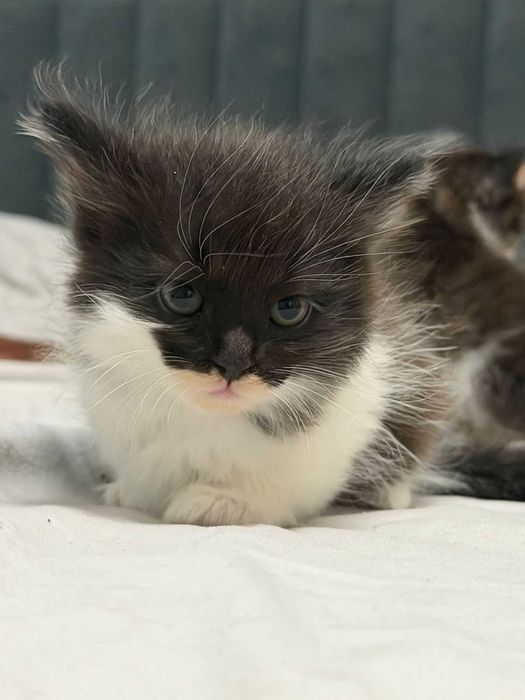 котята от Мамы  кошки