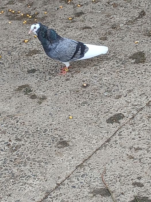 Porumbei de vânzare