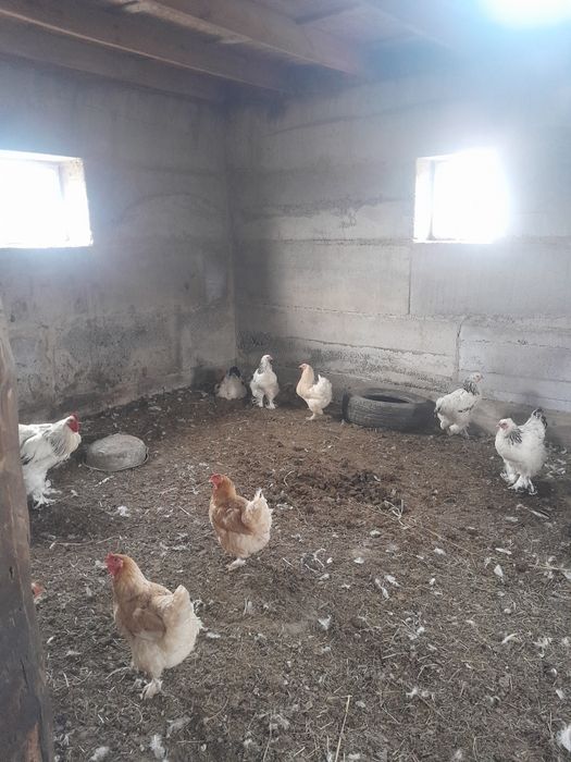 Продам кур брама