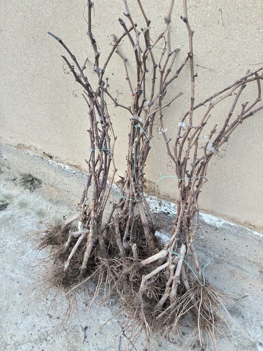 Аватар , хэллоуин, ламборжини узум каламчалари ва кучатлари сотилади