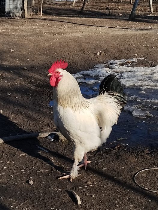 Vând cocoși metiș