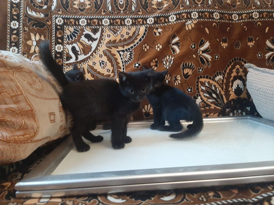 Отдам котят бесплатно