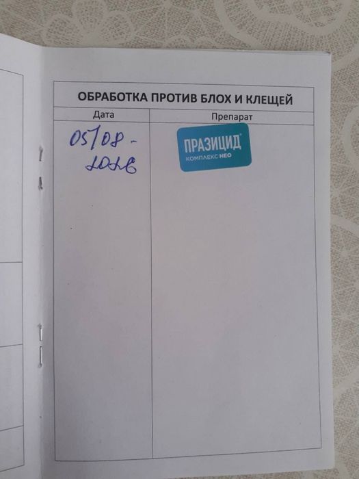 Кошечка бесплатно