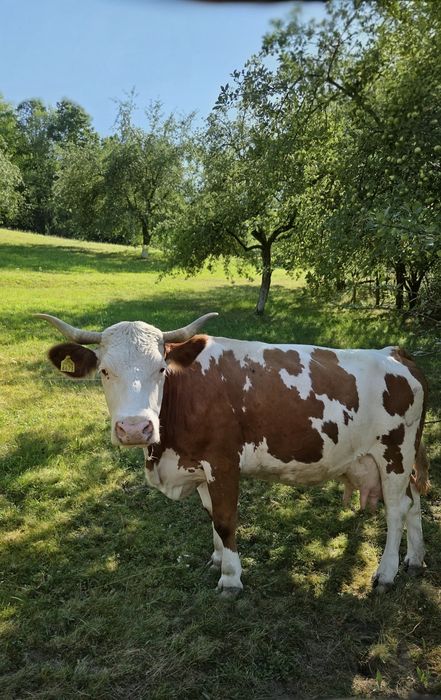 Vacă bălțată romaneasca