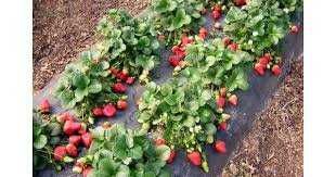 Промоция УНИКАЛЕН Целогодишен Елитен Разсад - Ягоди