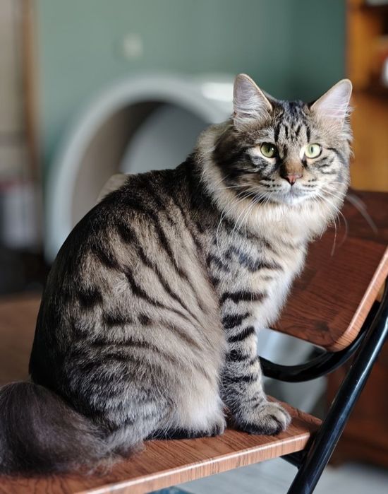 Кошечка курильский бобтейл