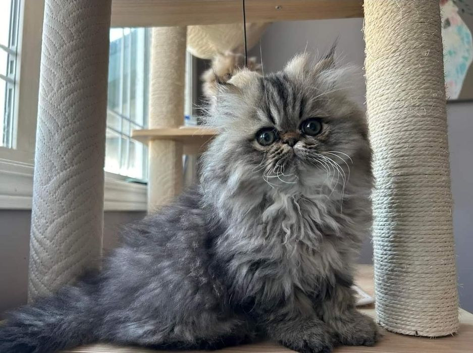 Persane chinchilla