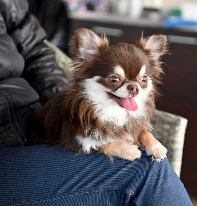 Мъжко мини чихуахуа шокладов тен на две години с тегло 2 кг