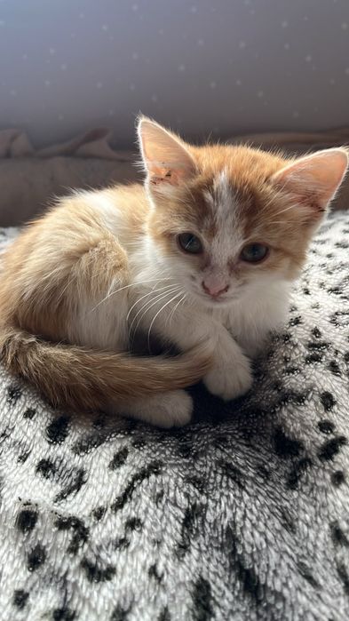 Котенок в добрые руки. Бесплатно.