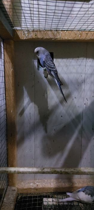 Valnisti papugay sotiladi