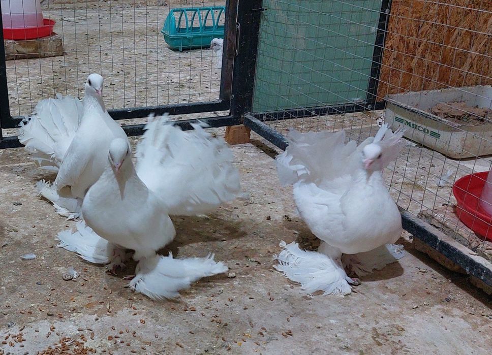 Павлин кабутарлари оптом сотилади 7 дона...